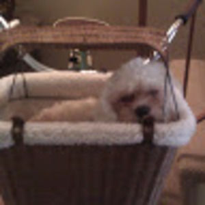 Meet your Posher, Tommie